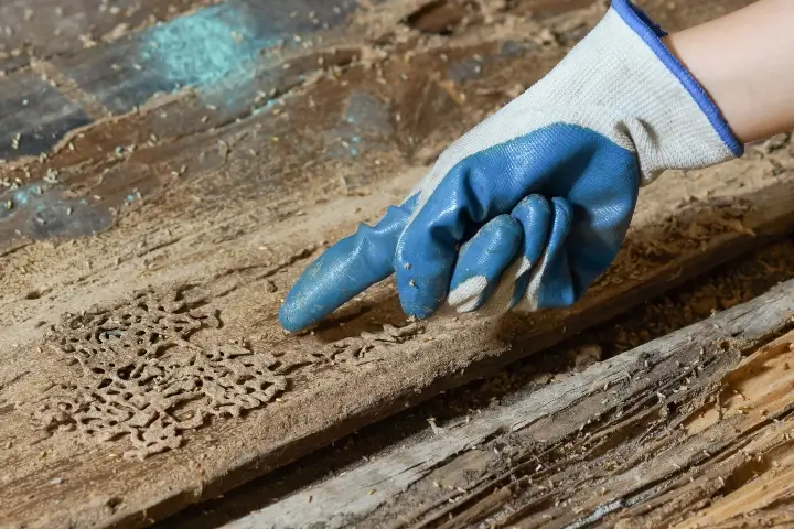 Checking for termites in Georgia and Tennessee by Lookout Pest Control