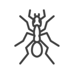 Ant control in Georgia, Tennessee, Alabama, Kentucky, North Carolina and South Carolina by Lookout Pest Control