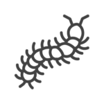 Centipede control in Georgia, Tennessee, Alabama, Kentucky, North Carolina and South Carolina by Lookout Pest Control