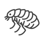 Flea control in Georgia, Tennessee, Alabama, Kentucky, North Carolina and South Carolina by Lookout Pest Control