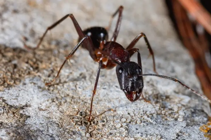 Carpenter ants and termites in Georgia and Tennessee by Lookout Pest Control