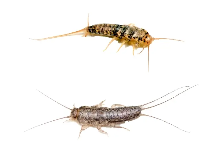 Silverfish and firebrats in Georgia and Tennessee by Lookout Pest Control