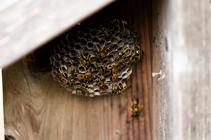 Stinging insect removal in Georgia and Tennessee by Lookout Pest Control