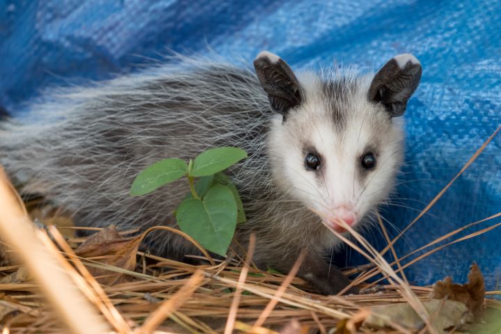 Opossum nesting in a backyard. Call Lookout Pest Control for Wildlife Removal Services in Georgia and Tennessee.