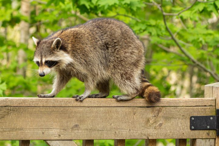 Raccoon wandering near deck. Call Lookout Pest Control for Wildlife Removal in Georgia and Tennessee.