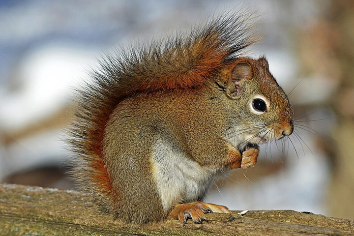 An american red squirrel seen in Kentucky yard in late winter