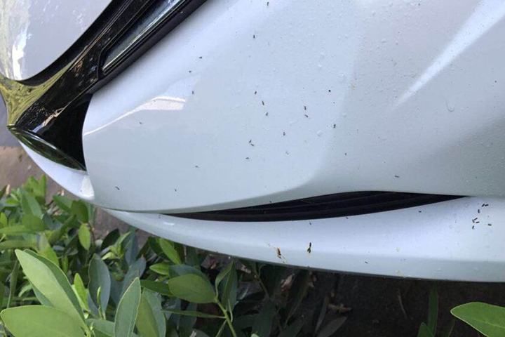 Ants on the front bumper of a car in georgia make their way inside
