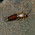closeup of earwig found in georgia