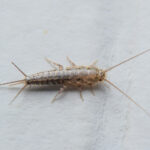 closeup of a silverfish