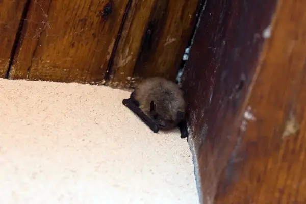 free tailed bat in georgia home before licensed bat removal service