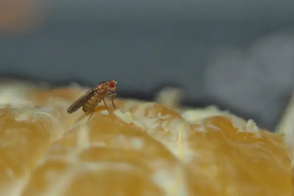 close up of fruit fly, common type of gnat in the southeastern united states, on the skin of an orange