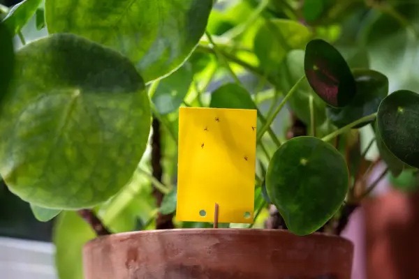 house plant with fungus gnats in georgia before seasonal pest control treatment