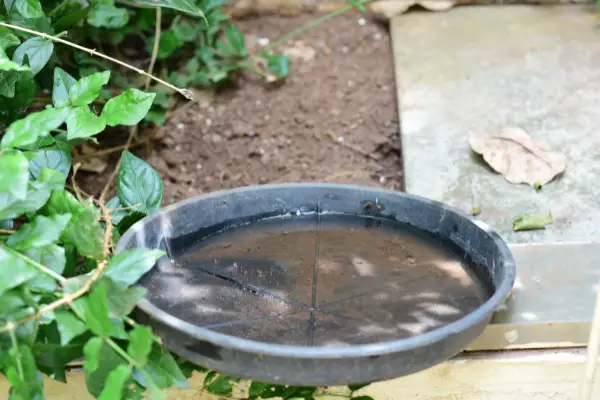 eliminate standing water like this to get rid of no see ums in the southeast