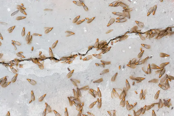 flying termite swarm landed on concrete floor outside home