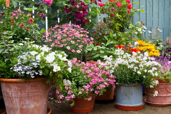 garden full of wildflowers that attracted pollinators before client needed bee control in georgia