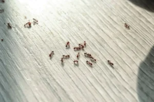 Ants crawling along the floor of a Southern US home before extermination services from Lookout Pest Control.